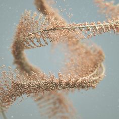 some brown and white plants in the air with water droplets on it's leaves