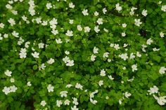 small white flowers are growing in the grass