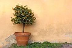 an orange tree in a pot on the ground