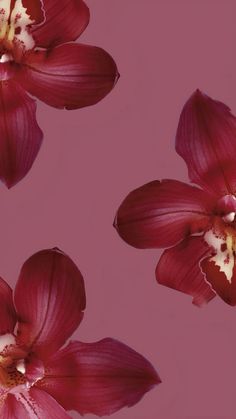 three red flowers with white stamens on a pink background