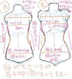 a drawing of a female mannequin's torso with measurements drawn on it