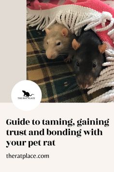 two hamsters under a blanket with the caption guide to taming, gaining trust and bonding with your pet rat