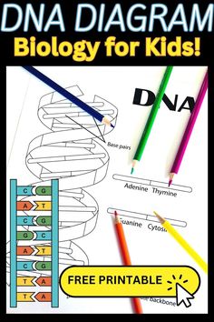 DNA Coloring Worksheet - Little Bins for Little Hands Genetics Lessons Middle School, Dna Middle School Activities, Dna Stem Activities, Dna Coloring Sheet, Model Of Dna Project, Dna Activities For Kids, Dna Craft, Highschool Biology, Dna Lesson