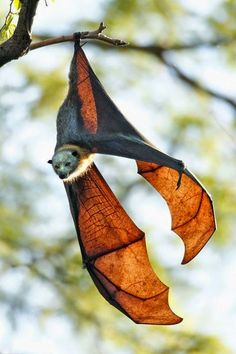 a black and white photo of a bat hanging upside down on a tree branch with its wings open