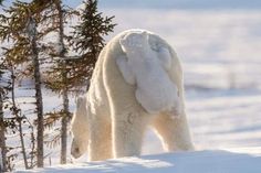 an adult polar bear and its cub walking in the snow near some evergreen trees on a sunny day