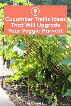 cucumber trelliss ideas that will upgrade your veggie harvest garden