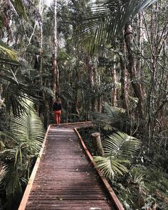 a woman walking across a wooden bridge in the middle of a forest filled with palm trees