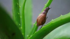 a close up of a snail on a plant with green leaves in the foreground