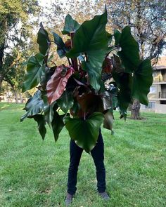 a person holding up a large plant in the grass