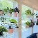 two people standing in front of a wall filled with potted plants