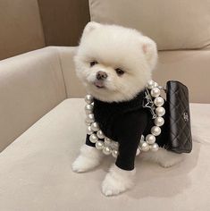 a small white dog wearing pearls and a black shirt on top of a couch next to a purse