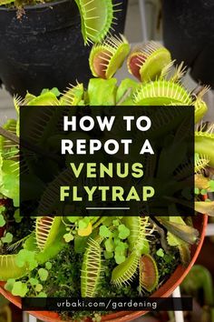 a potted plant with the words how to repot a venus flytrap