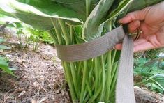 a person is tying a plant with a gray ribbon around it's ends and green leaves in the background