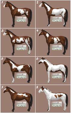 the horse is shown in four different stages