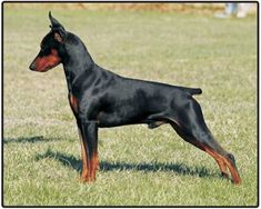 a black and brown dog standing on top of a lush green field