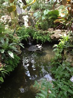 a small pond surrounded by lush green plants