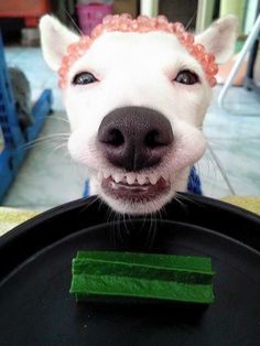 a white dog with a pink bandana on its head is holding a black plate