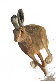 a drawing of a brown rabbit running in the air with it's front legs spread out