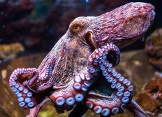 an octopus is sitting on top of some rocks