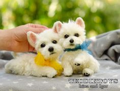 two small white dogs sitting next to each other