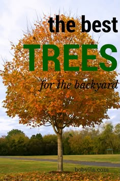 a tree with leaves on the ground and text overlay that reads, the best trees for the backyard