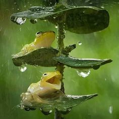 two yellow frogs sitting on top of green leaves in the rain with water droplets all around them