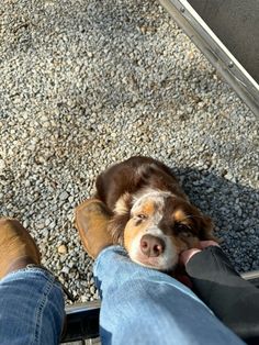 a dog that is laying down on the ground next to someone's legs and feet