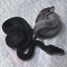 a black and white snake laying on top of a bed