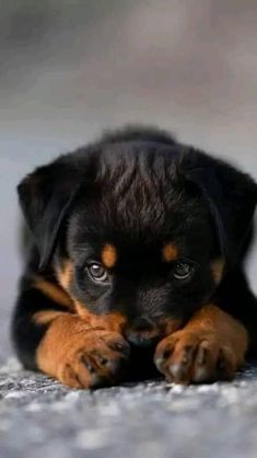 a small black and brown puppy laying on the ground with his paws resting on it's face