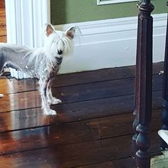 a small white dog standing on top of a wooden floor