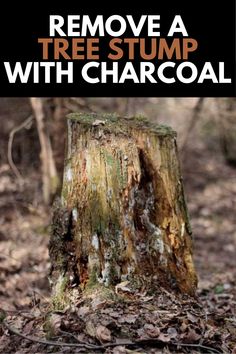 a tree stump with the words remove a tree stump with charcoal