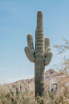 a large cactus in the middle of a field