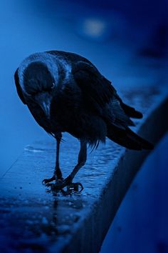 a black bird standing on top of a wet ground