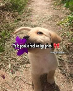 a puppy holding a purple flower in its mouth with the caption ye lo poke fool like live phool