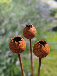 three brown flowers with black centers on them in front of green grass and trees behind it