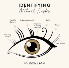 Identifying Natural Lashes. 

PSA: Not all lashes are safe to lash!
As a Lash Artist, you must be able to identify the difference between healthy natural lashes and unhealthy!

Take a look at the types of lashes that you should be cautious to lash.. 
Broken and Snapped, gaps due to extensions, curly, signed, thin and weak. Different Types Of Lash Extensions Styles, Lash Extension Education, Types Of Lash Curls, Lash Anatomy, Bottom Lash Extensions, Lash Lift Training, Lash Types