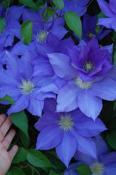 a hand reaching for purple flowers with green leaves