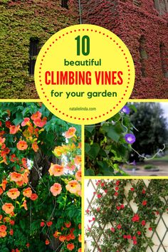 the top 10 beautiful climbing vines for your garden