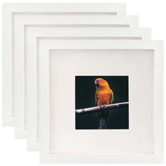 three white frames with a yellow bird on the branch