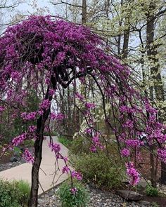 purple flowers are blooming on the branches of a tree in a garden area with rocks and gravel