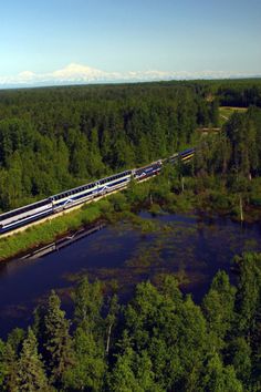 a train traveling through a lush green forest