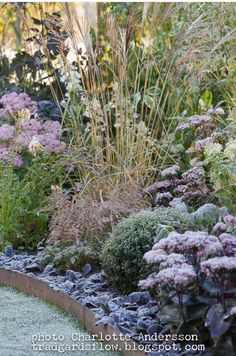 a garden filled with lots of different types of flowers