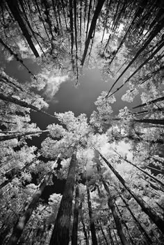 looking up at the tops of tall trees in black and white with blue skies above