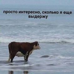 a brown and white cow standing on top of a beach