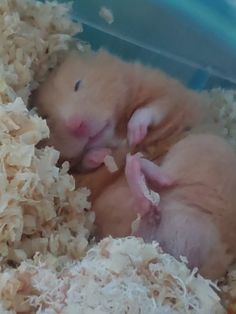 two baby hamsters are curled up in some shredded up wood shavings and one is looking at the camera