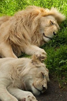 two white lions laying on the ground next to each other in front of green grass