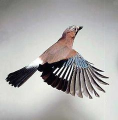 a bird flying through the air with its wings spread