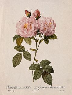 a pink rose with green leaves on a white background is featured in this antique print