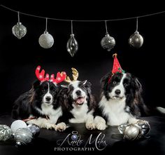 two black and white dogs with christmas decorations on their heads sitting next to each other