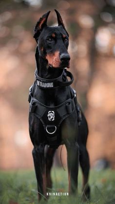 a black and brown dog standing on top of a lush green field